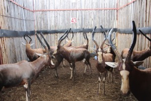 9 X BLESBOK 15"+ M:9 MBWB 4(PER STUK OM LOT TE NEEM)