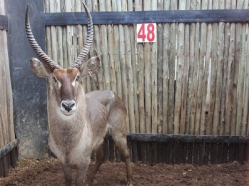 1 X WATERBOK 26"+ M:1 MBWB 1
