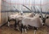 6 X GEMSBOK M:2 V/F:4 N SCHULENBURG(PER STUK OM LOT TE NEEM)