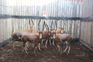 7 X BLESBOK M:7 MBWB 4(PER STUK OM LOT TE NEEM)