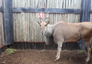 1 X ELAND M:1 N SCHULENBURG