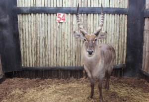 1 X WATERBOK M:1 MBWB 1