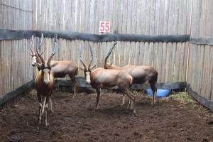 4 X BLESBOK 15"+ M:4 MBWB 4(PER STUK OM LOT TE NEEM)