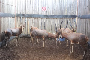 4 X BLESBOK M:4 MBWB 4(PER STUK OM LOT TE NEEM)