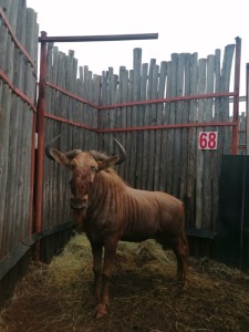 1 X GOUE WILDEBEES M:1 M WISSEKERKE