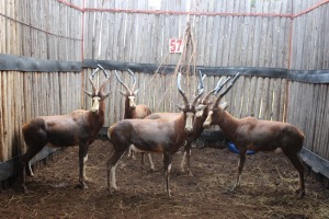 5 X BLESBOK 15"+ M:5 MBWB 4(PER STUK OM LOT TE NEEM)