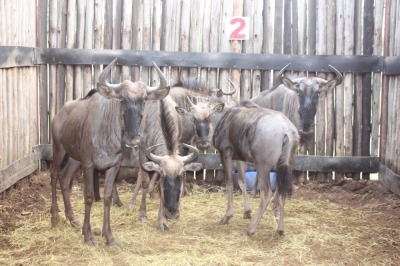 5 X BLOUWILDEBEES / 1 VERSKALF V/F:4 J/Y:1 F A HELM(PER STUK OM LOT TE NEEM)