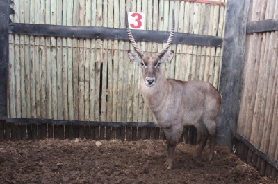 1 X WATERBOK 26"+ M:1 MBWB 1