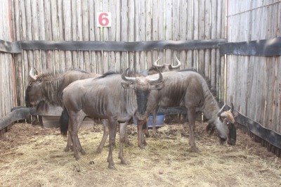 4 X BLOUWILDEBEES M:1 V/F:3 A HELM(PER STUK OM LOT TE NEEM)