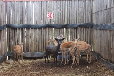 5 X ROOIBOK M:2 V/F:3 M WISSEKERKE(PER STUK OM LOT TE NEEM)