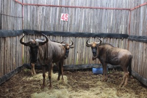 2 X BLOUWILDEBEES J/Y:2 M MBWB 3(PER STUK OM LOT TE NEEM)