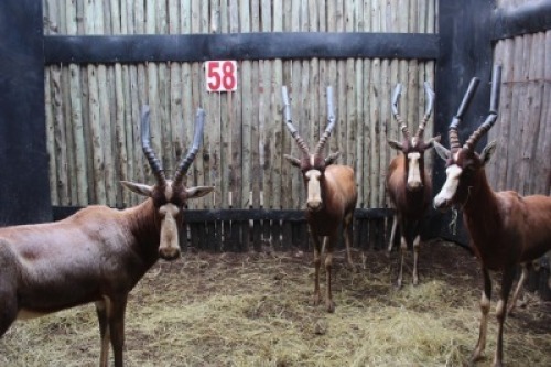 2 X GEEL BLESBOK M:2 MBWB 5(PER STUK OM LOT TE NEEM)