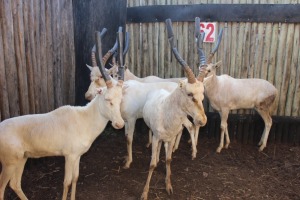 4 X WIT BLESBOK 15" + M:4 MBWB 5(PER STUK OM LOT TE NEEM)