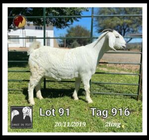 1X SAVANNA FLOCK OOI/EWE Danie du Toit