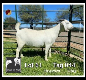 1X SAVANNA FLOCK OOI/EWE Danie du Toit