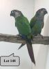 1-1 '21 Conure: Pearly: Normal x Normal - Piet Jacobs