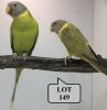 1-1 '20/'19 Plum-headed Parakeet: Cinnamon x Greygreen Cinnamon/?dilute - Piet Jacobs