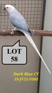 1-0 '19 Ringneck Parakeet: Dark Blue Cleartail - Jan Harm Venter