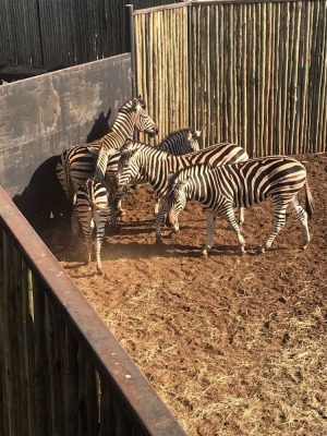 5X Zebra (Per Piece to take the lot/Per stuk om lot te neem)