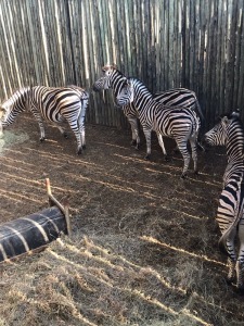 4X Zebra (Per Piece to take the lot/Per stuk om lot te neem)