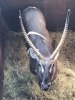 1X Waterbok M:1