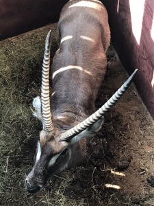 1X Waterbok M:1