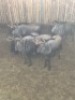 5X Blouwildebees V/F:5 (Per Piece to take the lot/Per stuk om lot te neem)