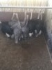 2X Volstruis M:2 V/F:2 (Per Piece to take the lot/Per stuk om lot te neem)
