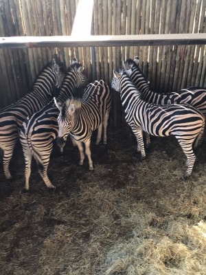 5X Zebra (Per Piece to take the lot/Per stuk om lot te neem)