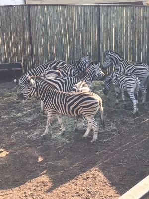 6X Zebra (Per Piece to take the lot/Per stuk om lot te neem)