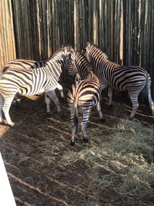 4X Zebra (Per Piece to take the lot/Per stuk om lot te neem)