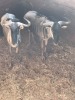 2X Blouwildebees M:2 (Per Piece to take the lot/Per stuk om lot te neem)