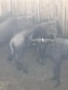 3X Blouwildebees M:3 (Per Piece to take the lot/Per stuk om lot te neem)