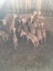 11X Rooibok M:2 V/F:9 (Per Piece to take the lot/Per stuk om lot te neem) - 2