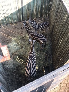 3X Zebra (Per Piece to take the lot/Per stuk om lot te neem)