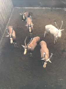 6X Blesbok M:6 (Per Piece to take the lot/Per stuk om lot te neem)