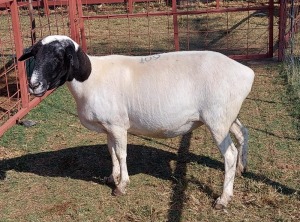 1x DORPER CROSS Ewe G.PEACOCK