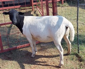 1x DORPER Ewe G.PEACOCK