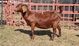 1x KALAHARI RED Ewe D. VAN NIE KERK