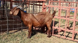 1x KALAHARI RED Ewe D. VAN NIE KERK