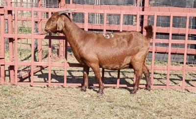 1x KALAHARI RED Ewe D. VAN NIE KERK