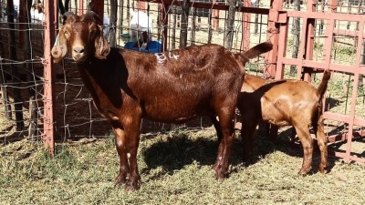 1x KALAHARI RED Ewe + Kid D. VAN NIE KERK