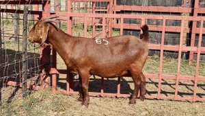 1x KALAHARI RED Ewe D. VAN NIE KERK