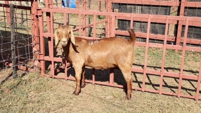 1x KALAHARI RED Ewe D. VAN NIE KERK