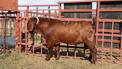 1x KALAHARI RED Buck D. VAN NIE KERK