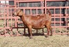 1x KALAHARI RED Ewe D. VAN NIE KERK