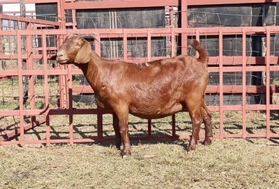 1x KALAHARI RED Ewe D. VAN NIE KERK