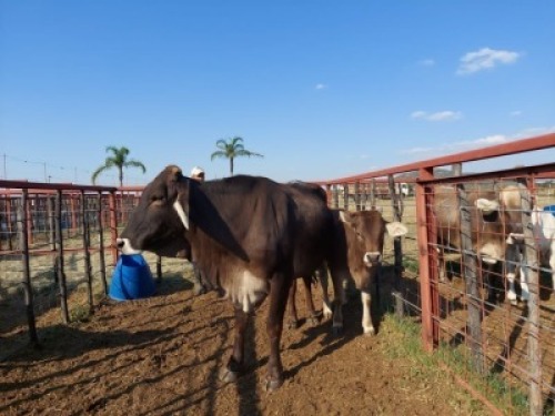 1x BRAHMAN CROSS Cow + Calf CM. VENTER
