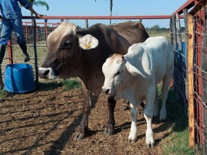 1x Braunvieh Cross Cow + Calf CM. VENTER