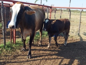 1x BRAUNVIEH GROSS Cow + Calf CM. VENTER